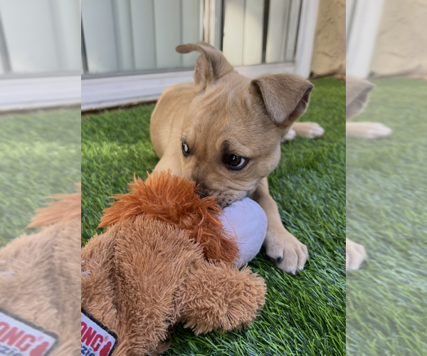 Medium Photo #6 Mutt Puppy For Sale in Dana Point, CA, USA