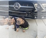 Small #10 French Bulldog