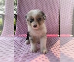 Puppy Puppy 2 Australian Shepherd