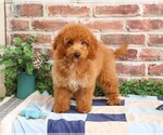 Small #3 Goldendoodle mix (+ Poodle Miniature)