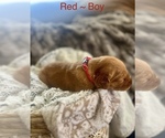 Puppy Red Golden Retriever