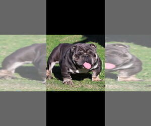 Father of the English Bulldog puppies born on 05/20/2026