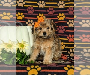 Jack-A-Poo-Yorkshire Terrier Mix Puppy for sale in OXFORD, PA, USA