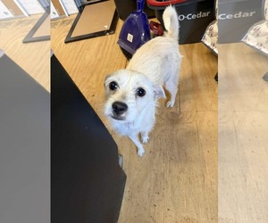 Poodle (Miniature)-Unknown Mix Dogs for adoption in Princeton, MN, USA