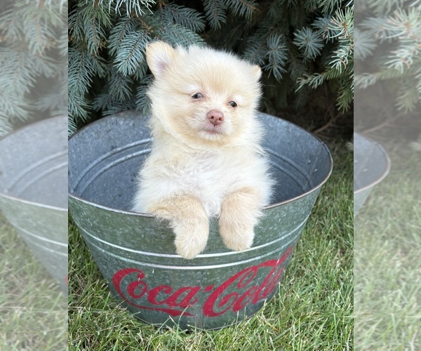 Medium Photo #5 Pomeranian Puppy For Sale in MIDDLEBURY, IN, USA