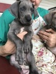 Small Photo #1 Great Dane Puppy For Sale in MBORO, TN, USA