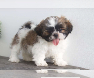 Shih Tzu Puppy for Sale in RED LION, Pennsylvania USA