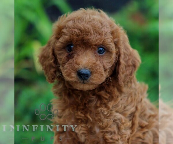 Medium Photo #1 Goldendoodle (Miniature) Puppy For Sale in LITITZ, PA, USA