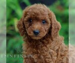 Image preview for Ad Listing. Nickname: Poppy
