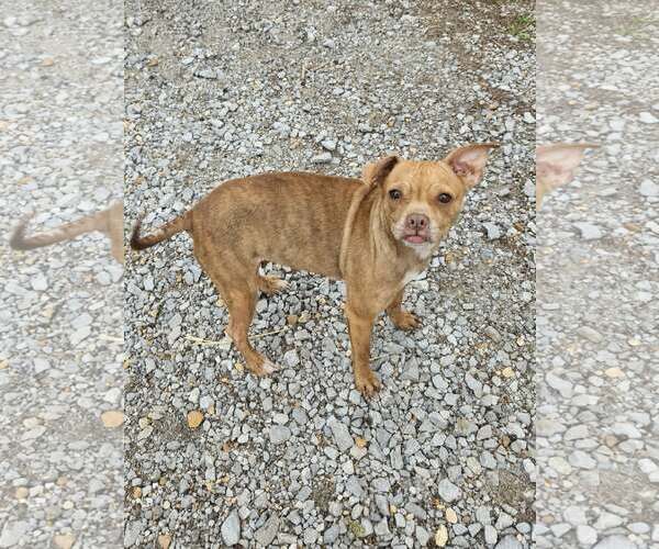 Medium Photo #16 Boston Huahua Puppy For Sale in Wakefield, RI, USA