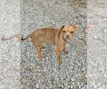 Small #15 Boston Huahua