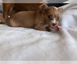 Small Photo #20 Chihuahua Puppy For Sale in SAN ANTONIO, TX, USA