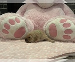 Small Photo #7 Golden Retriever Puppy For Sale in ARLINGTON, WA, USA