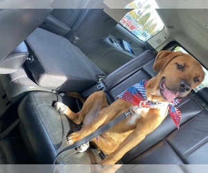 English Mastweiler Puppy for sale in INDIANAPOLIS, IN, USA