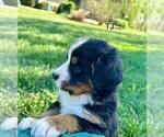 Small #3 Bernese Mountain Dog