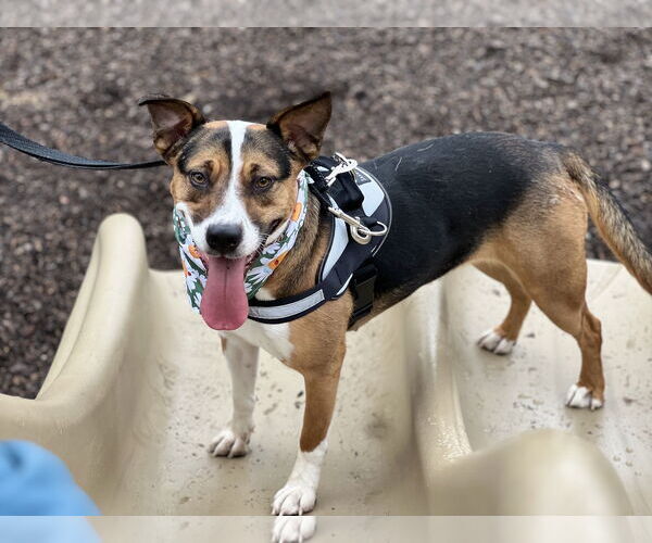 Medium Photo #9 Mutt Puppy For Sale in Plainfield, IL, USA