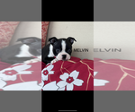 Small #2 Boston Terrier
