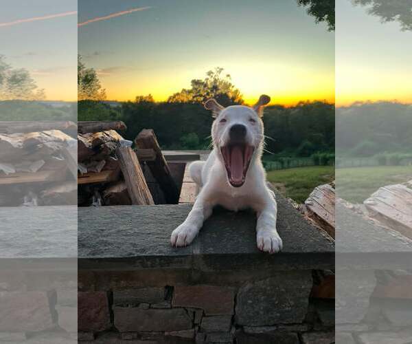 Medium Photo #10 Mutt Puppy For Sale in pomfret, CT, USA