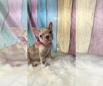 Small Photo #7 French Bulldog Puppy For Sale in CAPE CORAL, FL, USA
