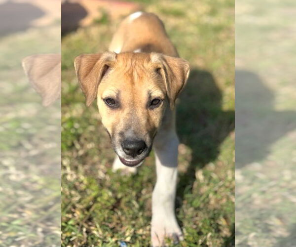 Medium Photo #2 Beagle-Unknown Mix Puppy For Sale in Royal Palm Beach, FL, USA