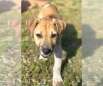 Small #1 Beagle Mix