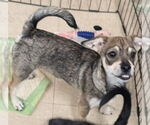 Small #1 Chihuahua Mix