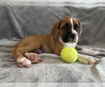 Small #3 Boxer