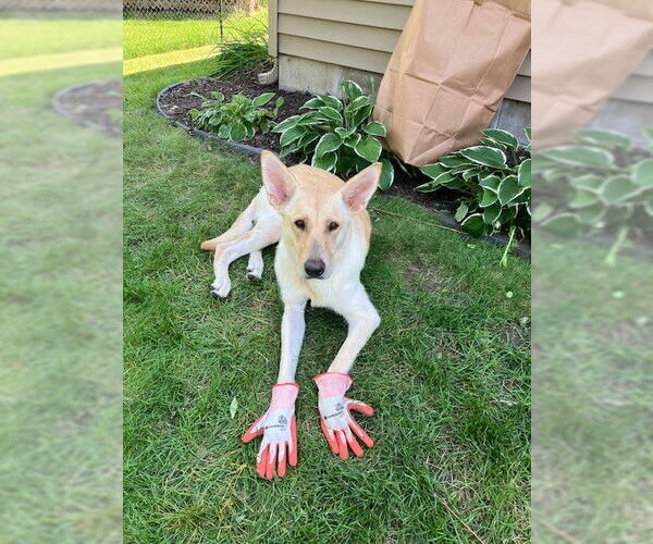 Medium Photo #9 German Shepherd Dog-Unknown Mix Puppy For Sale in St. Louis Park, MN, USA