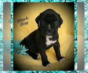 Boxer Puppy for sale in SALINA, OK, USA