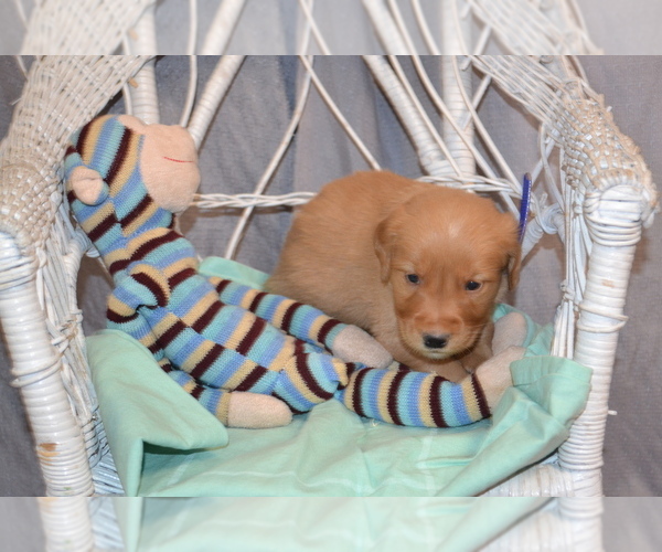 Medium Photo #3 Golden Retriever Puppy For Sale in OWEN, WI, USA