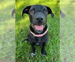Small #1 American Pit Bull Terrier Mix