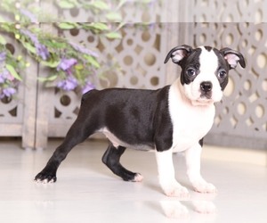 Medium Boston Terrier