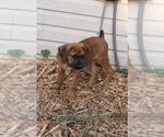 Small #3 Boxer Mix