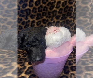 Poodle (Standard) Puppy for sale in MOUNTAIN VIEW, MO, USA
