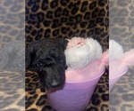 Small Photo #1 Poodle (Standard) Puppy For Sale in MOUNTAIN VIEW, MO, USA