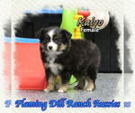 Image preview for Ad Listing. Nickname: Kaiyo