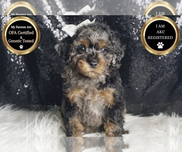 Medium Photo #32 Poodle (Toy) Puppy For Sale in WARSAW, IN, USA