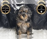 Small Photo #32 Poodle (Toy) Puppy For Sale in WARSAW, IN, USA