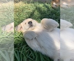 Small Photo #5 Golden Retriever Puppy For Sale in WELDON, CA, USA