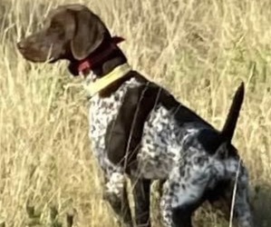 Father of the German Shorthaired Pointer puppies born on 03/01/2023