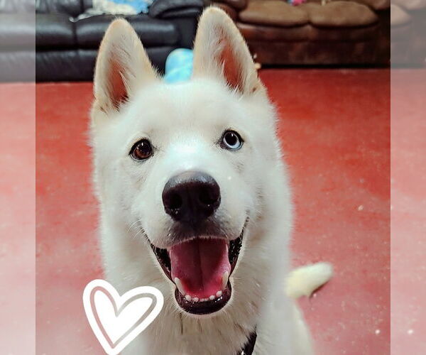 Medium Photo #10 Huskies -Unknown Mix Puppy For Sale in Fargo, ND, USA