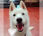 Small #9 Huskies  Mix