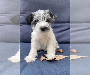 Schnauzer (Miniature) Puppy for sale in HEBER SPRINGS, AR, USA