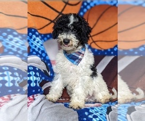 Poodle (Miniature) Puppy for sale in COCHRANVILLE, PA, USA