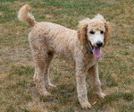 Small Photo #5 Poodle (Standard) Puppy For Sale in MONTELLO, WI, USA