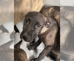 German Shepherd Dog-Unknown Mix Dogs for adoption in Augusta, GA, USA