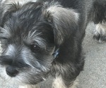 Small #3 Schnauzer (Miniature)