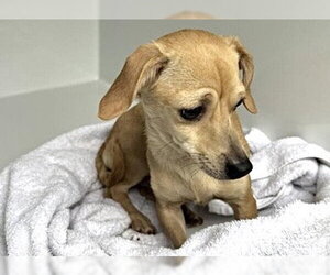 Chihuahua-Unknown Mix Dogs for adoption in Houston, TX, USA