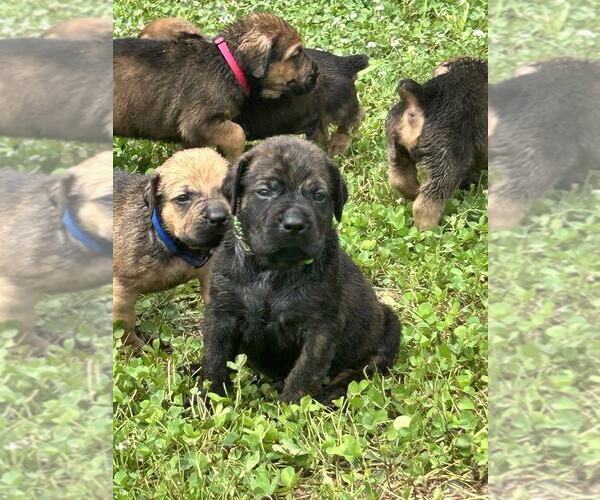 Medium Photo #7 English Mastweiler Puppy For Sale in OSCEOLA, MO, USA