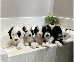Labradoodle-Sheepadoodle Mix Puppy for sale in CANYON COUNTRY, CA, USA